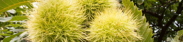 /media/headerpics/27.txt